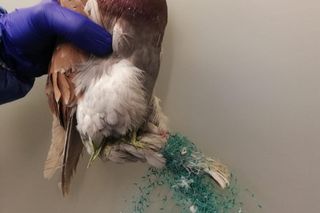 Śmierć w żyłce. Warszawskie ptaki giną przez śmieci wędkarzy.