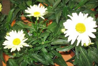 Złocień wielki 'Leumayel' = Jastrun wielki 'Leumayel' - Chrysanthemum maximum  'Leumayel' PBR (BROADWAY LIGHTS), syn. Leucanthemum maximum  'Leumayel' PBR (BROADWAY LIGHTS)