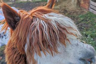 Żywa szopka przy klasztorze bernardynów w Tarnowie. Osiołek i alpaki ściągają tłumy