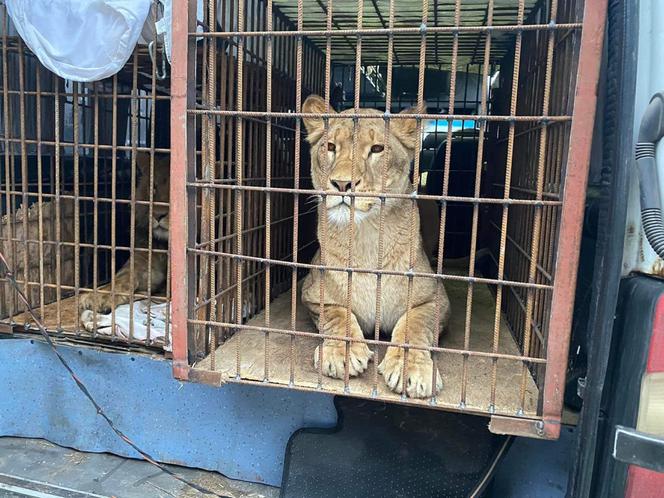 Poznańskie ZOO ratuje dzikie zwierzęta z Ukrainy