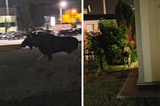 Łoś biegał po Rzeszowie