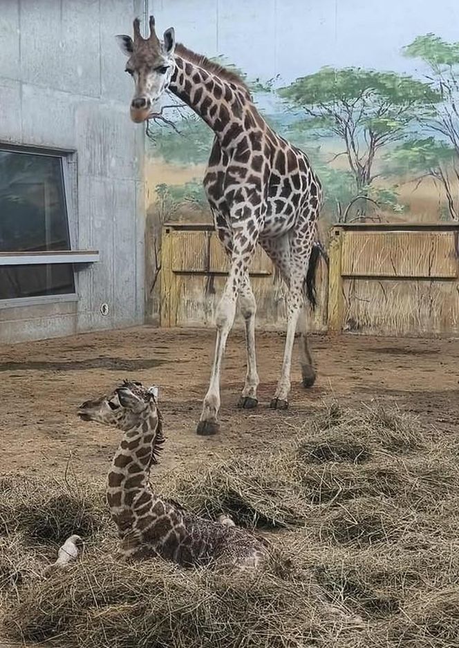 Żyrafka w zamojskim zoo