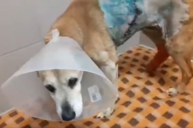 Kraków: Dzik zaatakował psa! Oto efekty skomplikowanej operacji