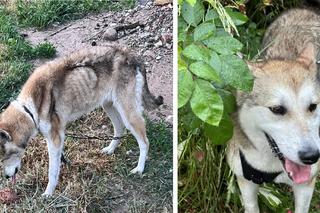 Łajka - matamorfoza