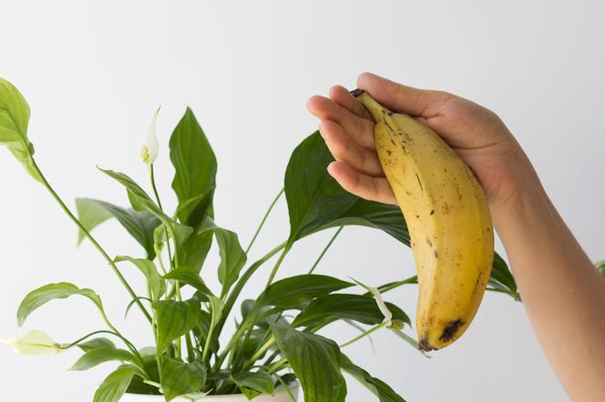 Nawóz z bananów - do jakich roślin? Radzimy, jak zrobić nawóz z bananów 