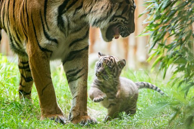 Mała tygrysica z wrocławskiego zoo otrzymała "słoneczne" imię