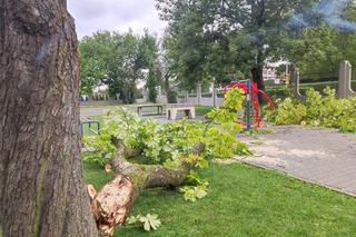 Tarnów. Dziewczynka uderzona przez zerwany konar. Koszmar na placu zabaw w Parku Strzeleckim