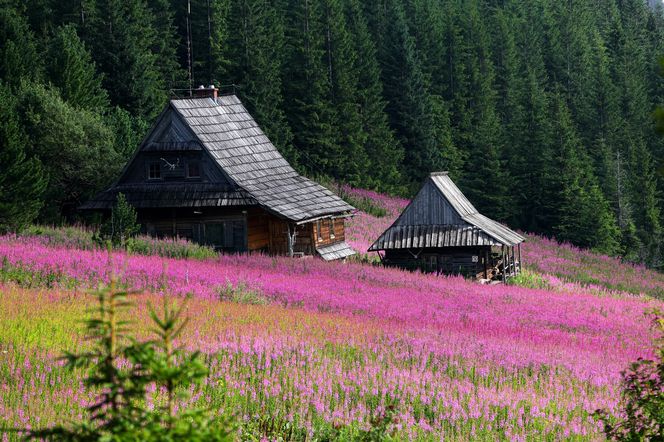 Wierzbówka na Hali Gąsienicowej w Tatrach