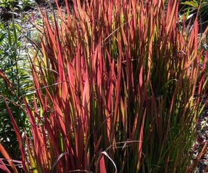 Imperata cylindryczna 'Red Baron'