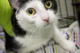 Koty czekają na adopcję