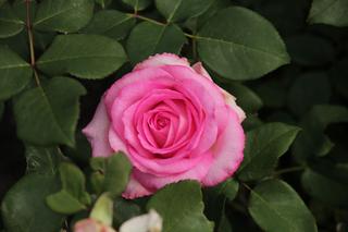 Róża wielkokwiatowa 'Beverly'