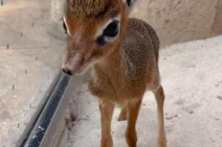 Najmniejsza antylopa świata urodziła się w zoo we Wrocławiu. Od razu skradła serca!