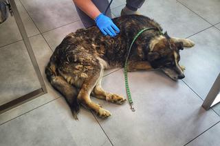 Seniorka znęcała się nad Łatkiem i Reksiem! Szokujące metody. Biła, kiedy zasłużyły [ZDJĘCIA]