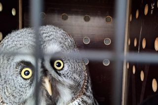 Oto nowi mieszkańcy poznańskiego zoo