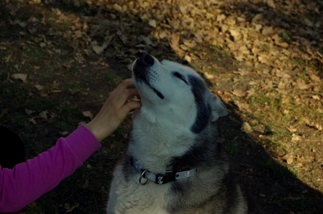 Husky opanowały Psi Park! [GALERIA]