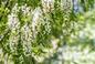 Robinia akacjowa, zwana akacją - miododajne drzewo o pachnących kwiatach. Czy warto ją sadzić w ogrodzie?