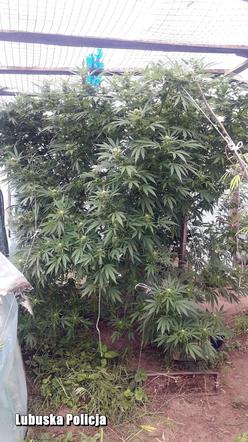 Nielegalna plantacja marihuany.