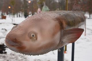 W Węgorzewie stanęły makiety rzeźb ryb [ZDJĘCIA]