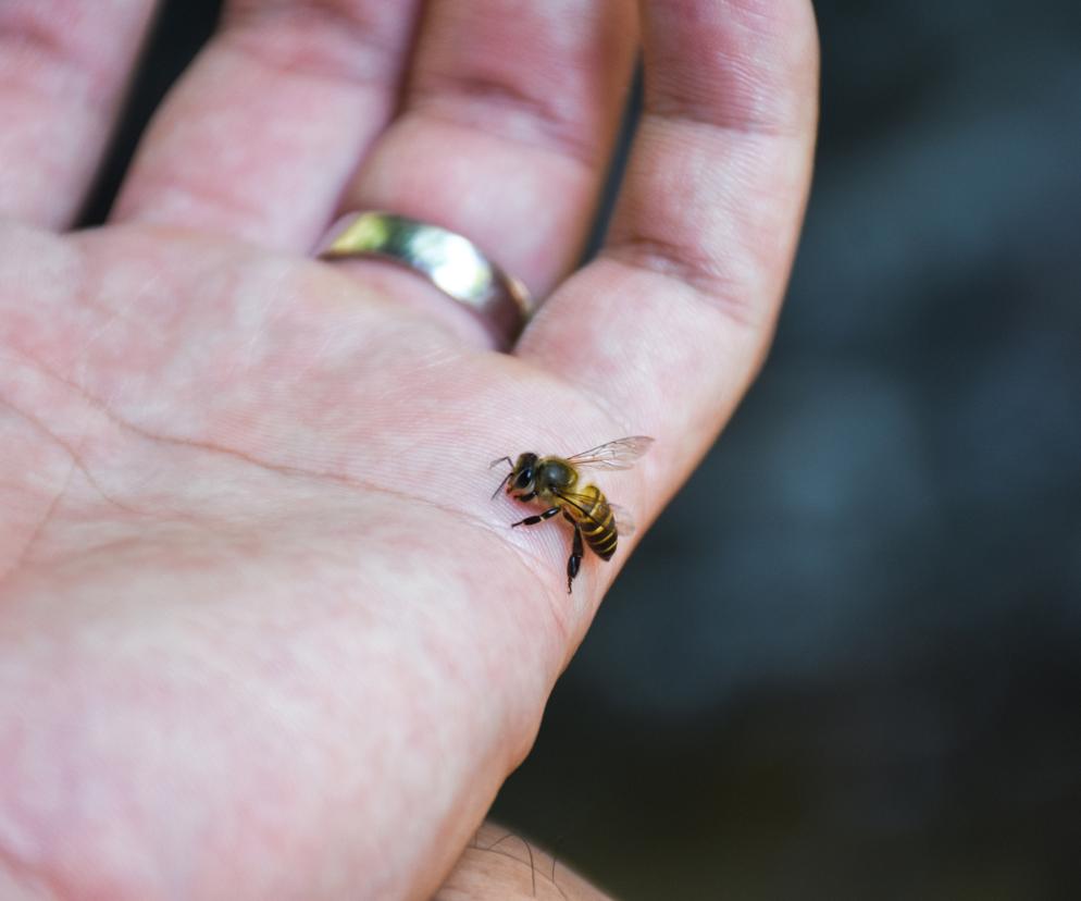 pszczoła na dłoni