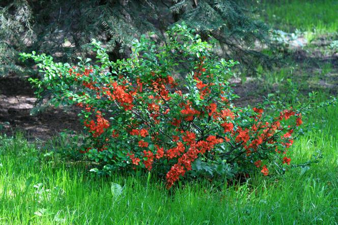 Pigwowiec pośredni - Chaenomeles × superba