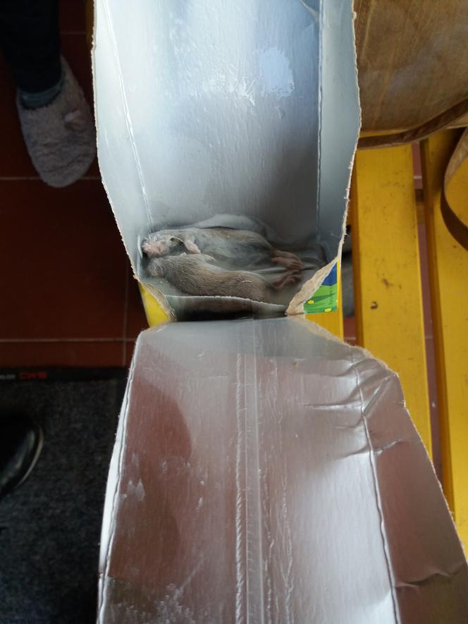 Znalazła martwe myszki w... kartonie z mlekiem