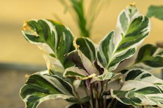Kalatea 'Fusion White' (Calathea 'Fusion White')