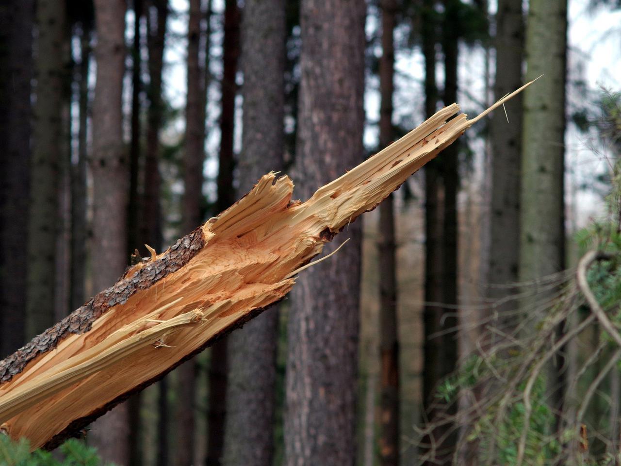Szkody w Łomży i regionie po wietrznej nocy [FOTO]