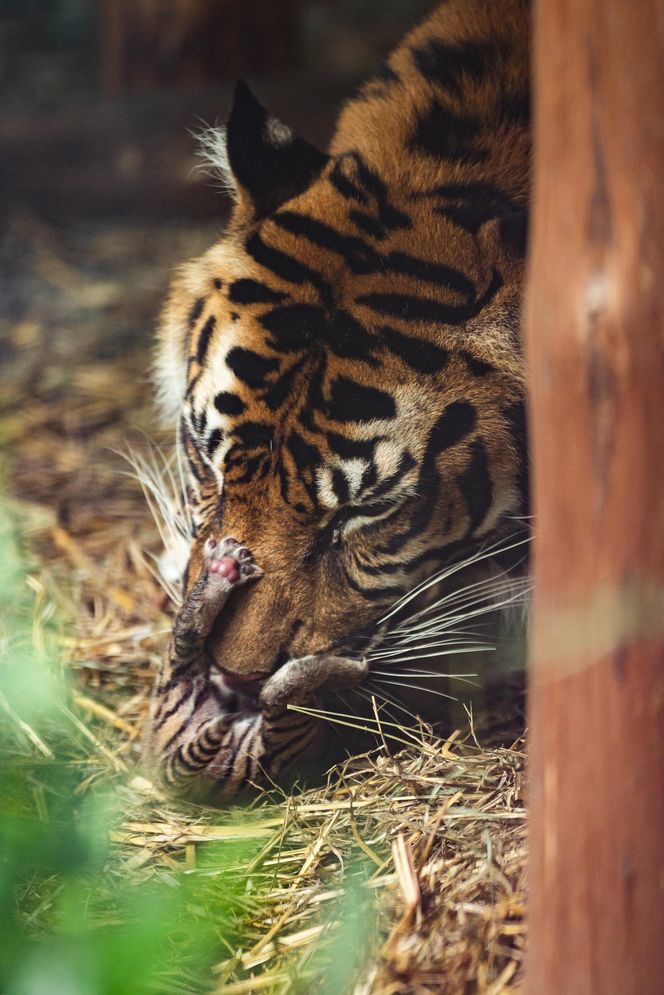 Cztery tygrysy sumatrzańskie z wrocławskiego zoo otrzymały imiona