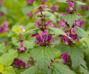 Jasnota purpurowa – właściwości lecznicze