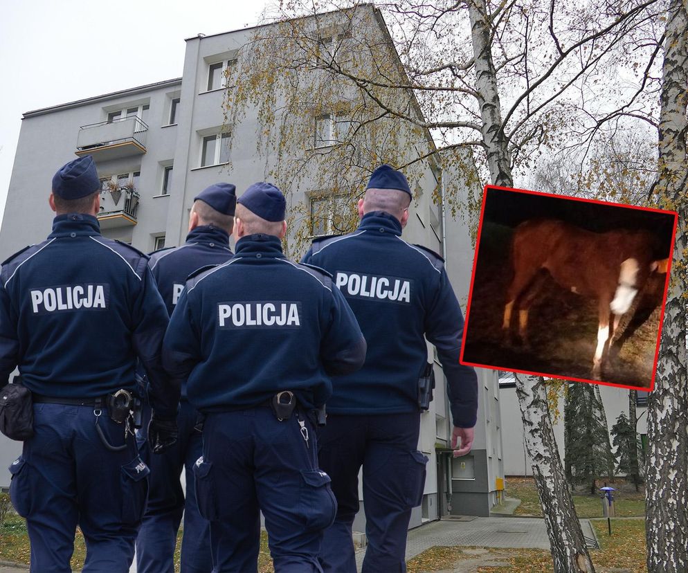 Usłyszał hałas. Oniemiał po wyjściu na klatkę. Policjanci też. 19-latek chciał zamieszkać z koniem?! 