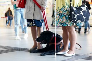 Proszę wziąć psa na ręce! Skandaliczne zachowania wobec osób z psami asystującymi w Polsce