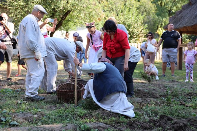 W skansenie w Lublinie pokazali, jak dawniej wyglądały wykopki kartoflane