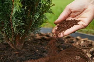 Rozsypuję 10 cm od tui już na początku maja, a drzewka są soczyście zielone przez cały sezon. Rosną jak na drożdżach. Naturalny nawóz do tui na wiosnę 