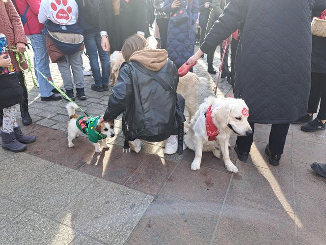 33. Finał WOŚP z grupą krakowskich Golden Retrieverów