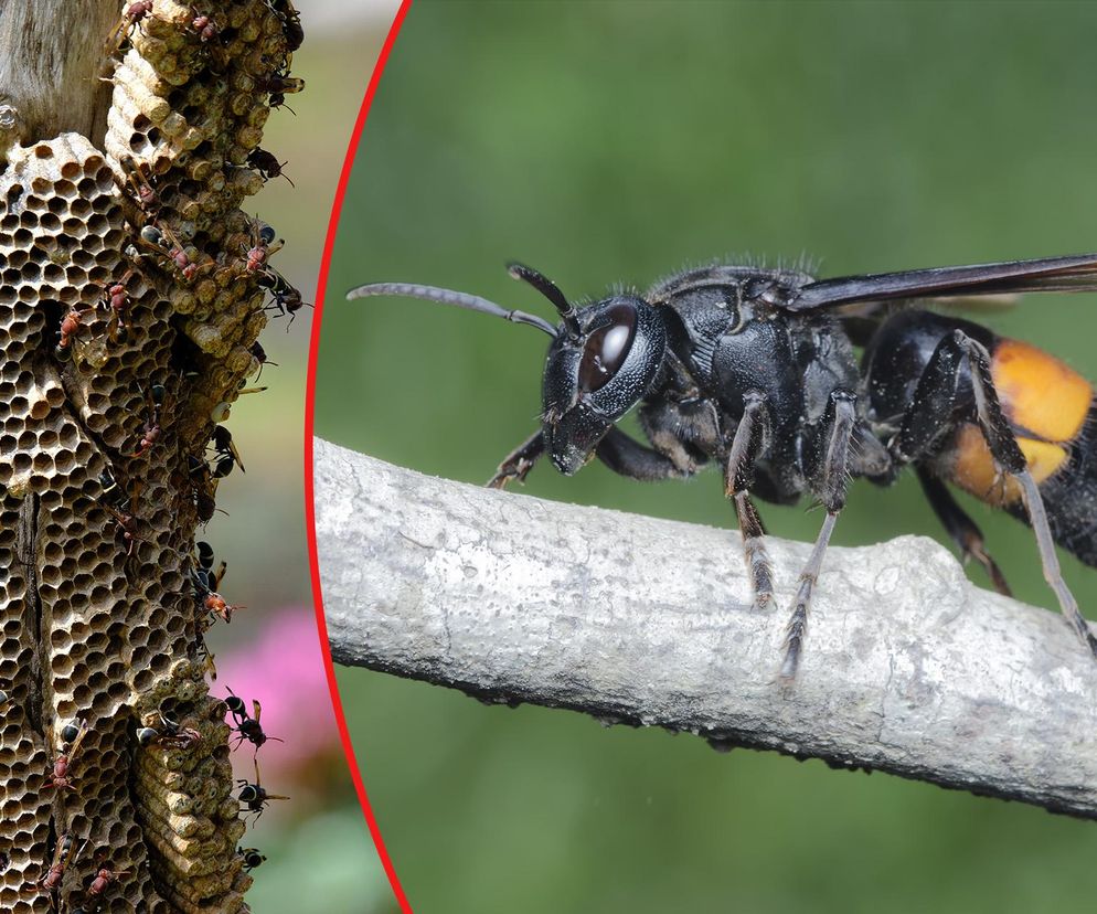 Szerszenie giganty coraz bliżej Polski! Jedno ukąszenie może zabić