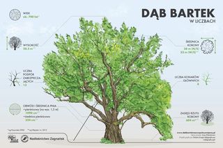 Dąb Bartek w Zagnańsku ucierpiał w czasie wichury