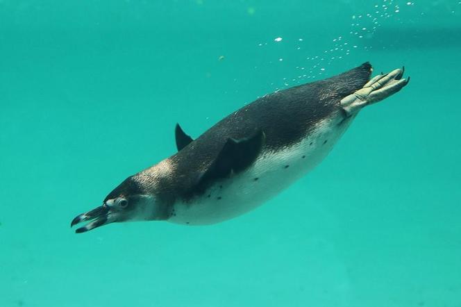 Pingwin