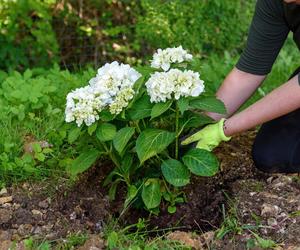 Najlepsze terminy sadzenia hortensji w gruncie. Ważne zasady, dzięki którym rośliny zdrowo rosną i obficie kwitną