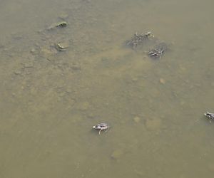 Niski stan wody w Wiśle