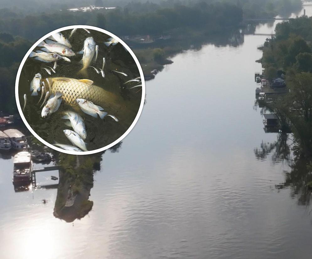 Śnięte ryby w Odrze. Wyłowiono aż 600 kg! Koszmar wrócił?