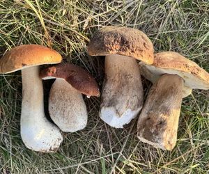 Grzyby w Toruniu