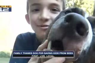 Bohaterski pitbull uratował 8-latka przed rojem pszczół. Odciągnął go w bezpieczne miejsce