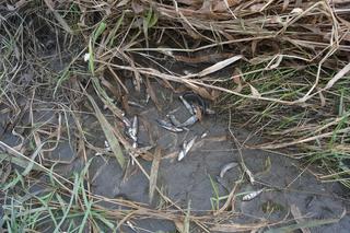 Setki zdechłych ryb, w tym gatunek chroniony. Wędkarze łowiący w Wiśle w okolicach Krakowa alarmują