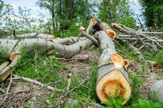 Tego drewna już nie będzie można spalać. Nowe przepisy o drewnie energetycznym od września