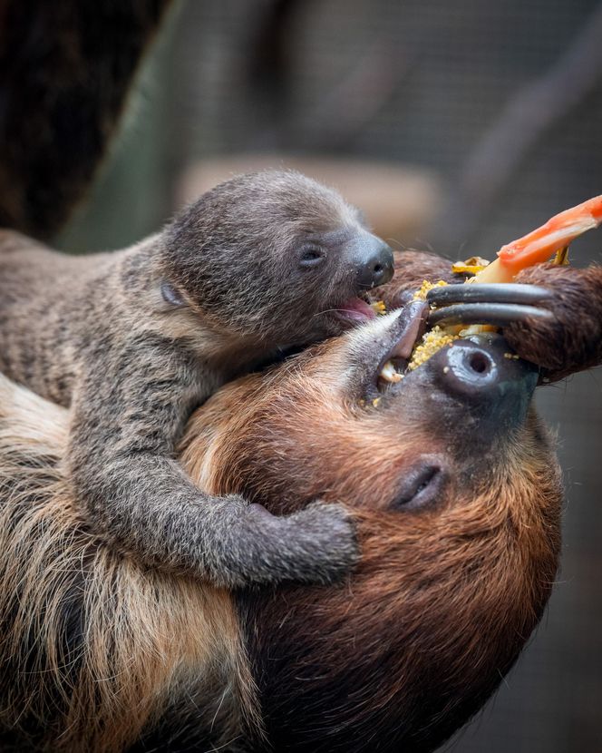 W łódzkim zoo przyszedł na świat leniwiec