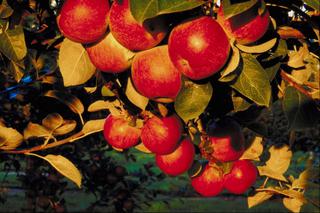 Co zrobić, aby drzewa owocowe w sadzie przydomowym były zdrowe?