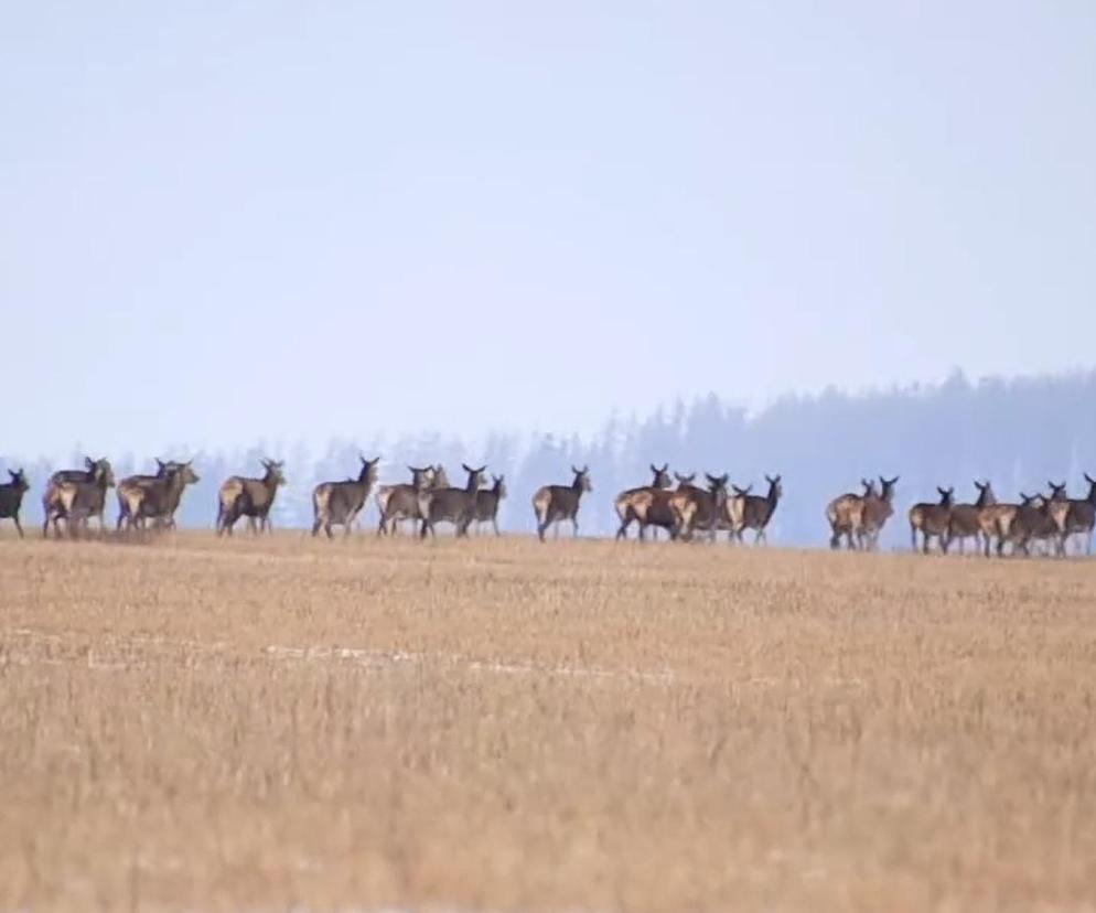 Ogromna chmara jeleni w Kotlinie Kłodzkiej. To nagranie robi furorę w sieci