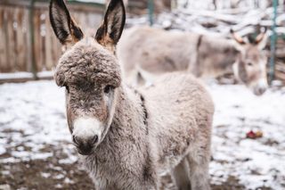 Nowy osiołek w ZOO Wrocław