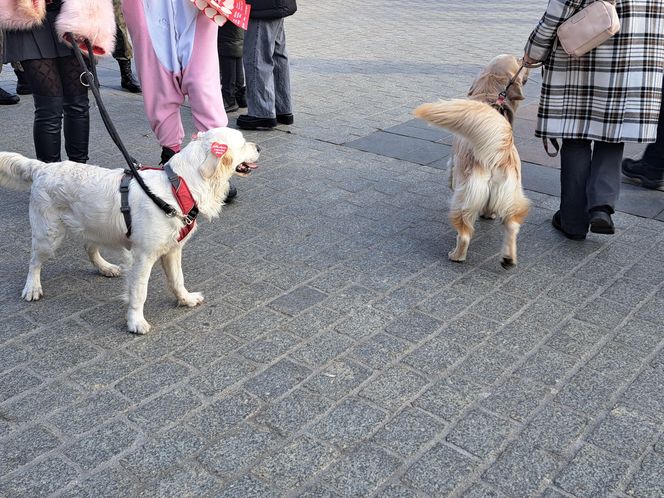 33. Finał WOŚP z grupą krakowskich Golden Retrieverów