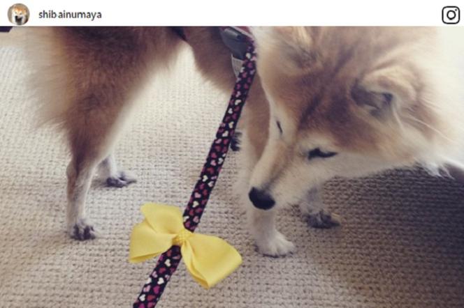 Żółta wstążka u psa - co oznacza?